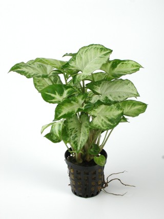 Syngonium white butterfly pot @